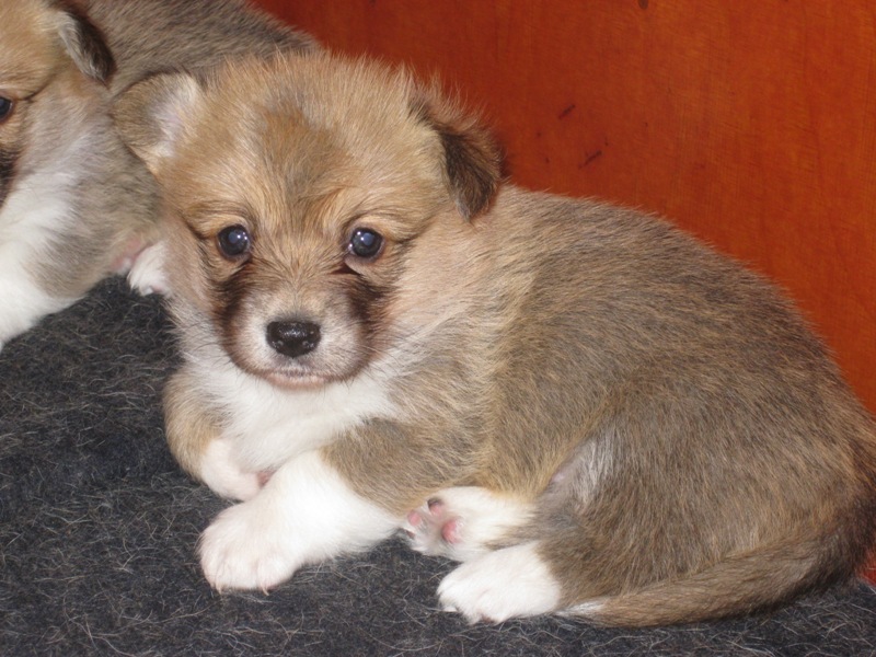 Puppies